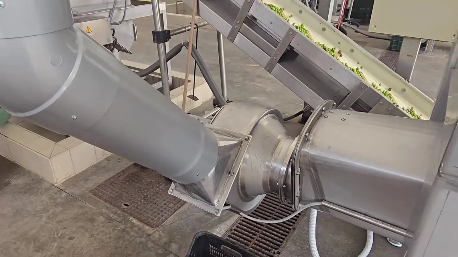 Ventilatore del lanciafoglie con tubazione e nastro inclinato carico di olive