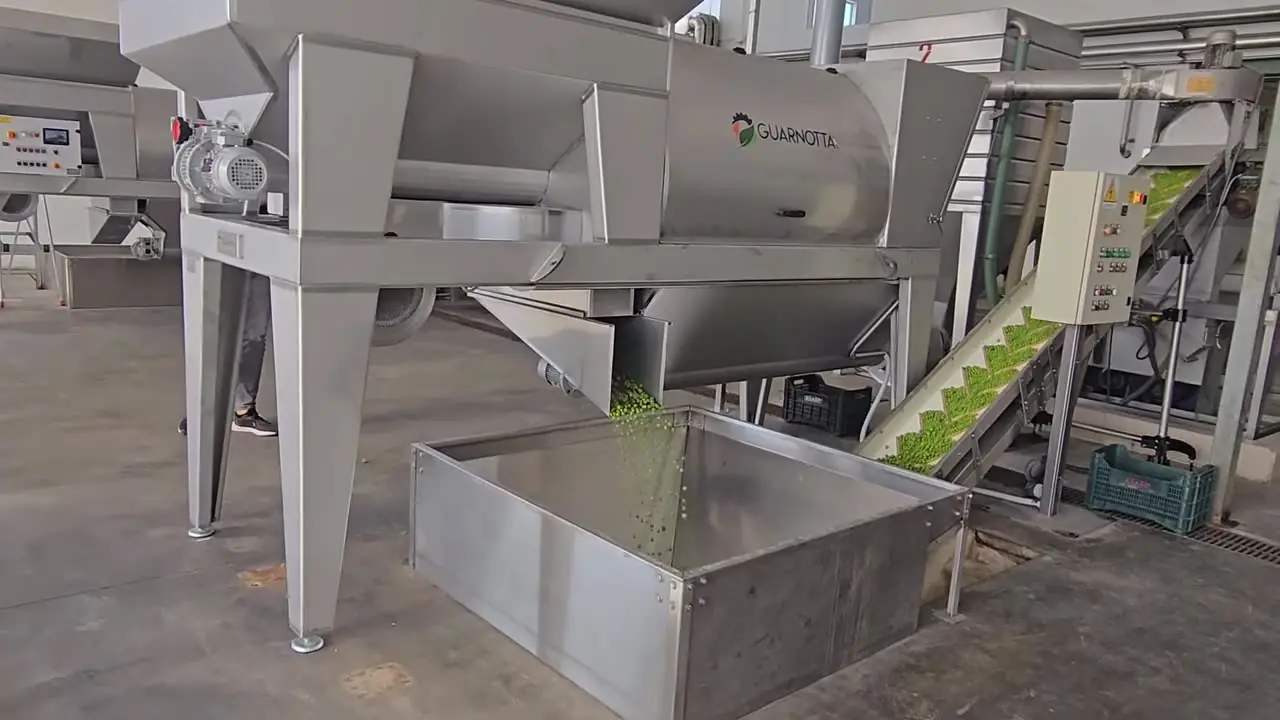 Deramifogliatore Guarnotta in funzione: le olive pulite scendono nel cassone e il nastro le porta alla lavatrice